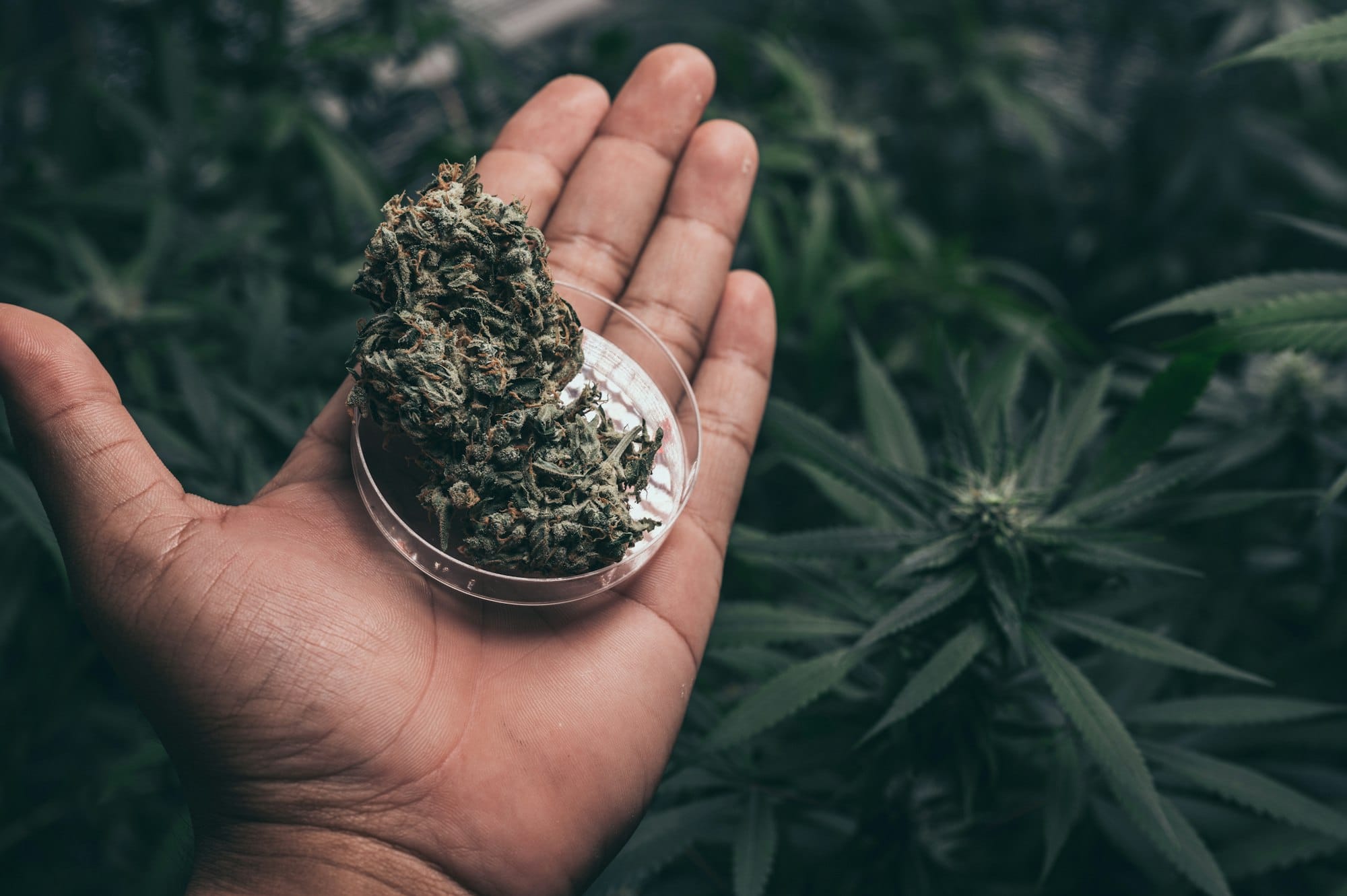 Bush Flowering herb hemp with seeds and flowers. Concept breeding of marijuana